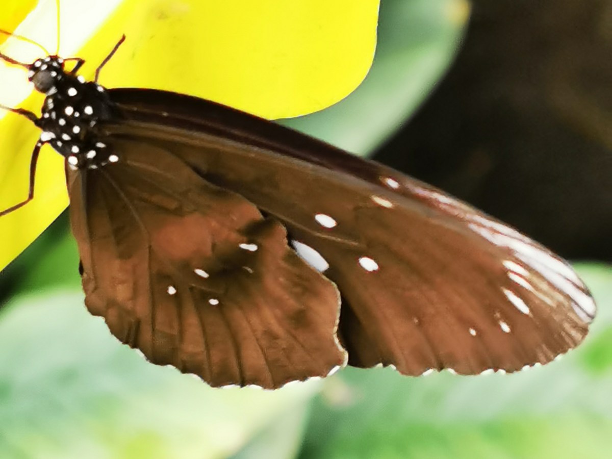 Schmetterlingsfarm in Trassenheide auf&nbsp;Usedom
