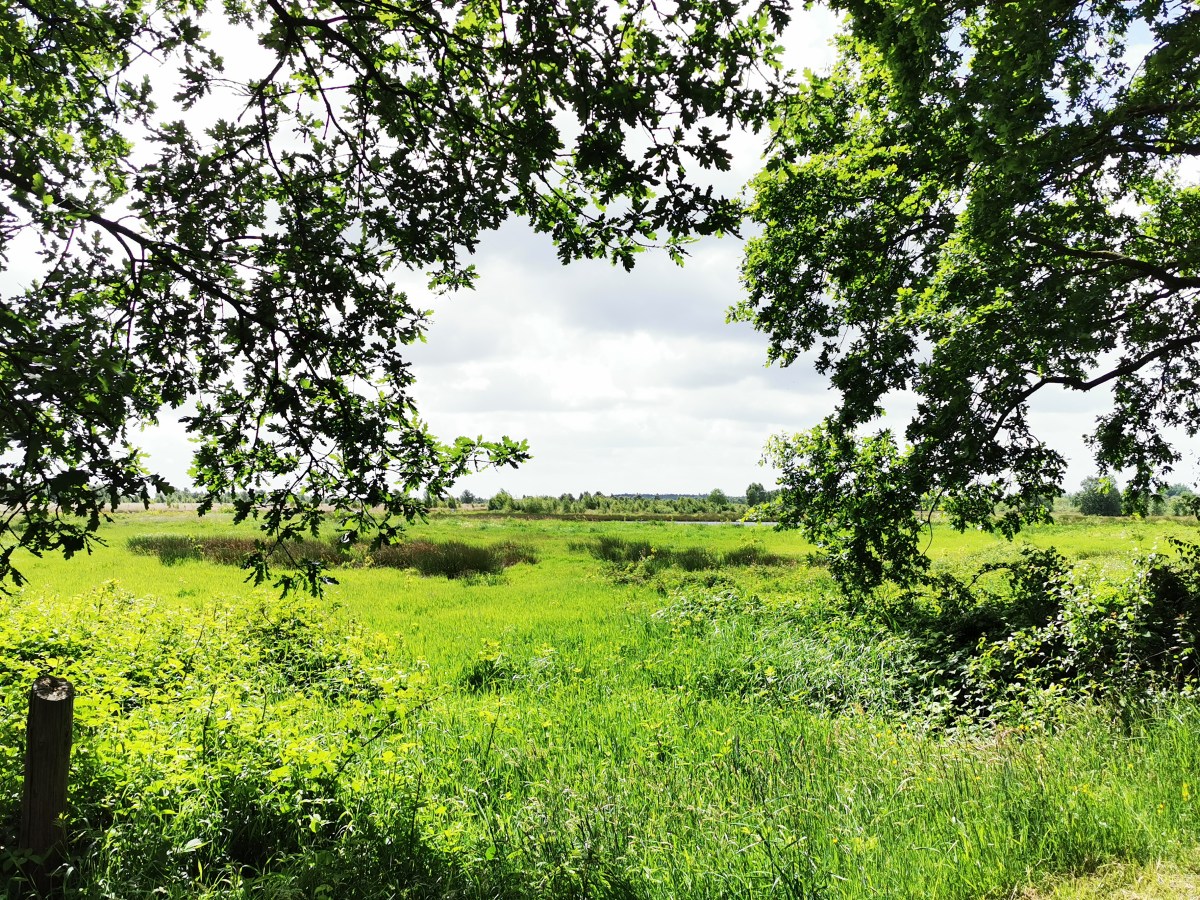 Ewiges Meer – Moorlehrpfad in&nbsp;Eversmeer