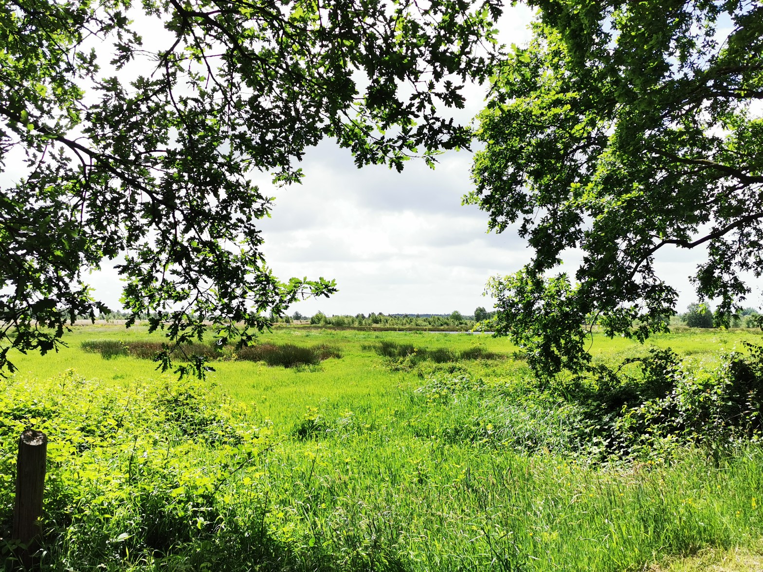 Hochmoor - Ewiges Meer