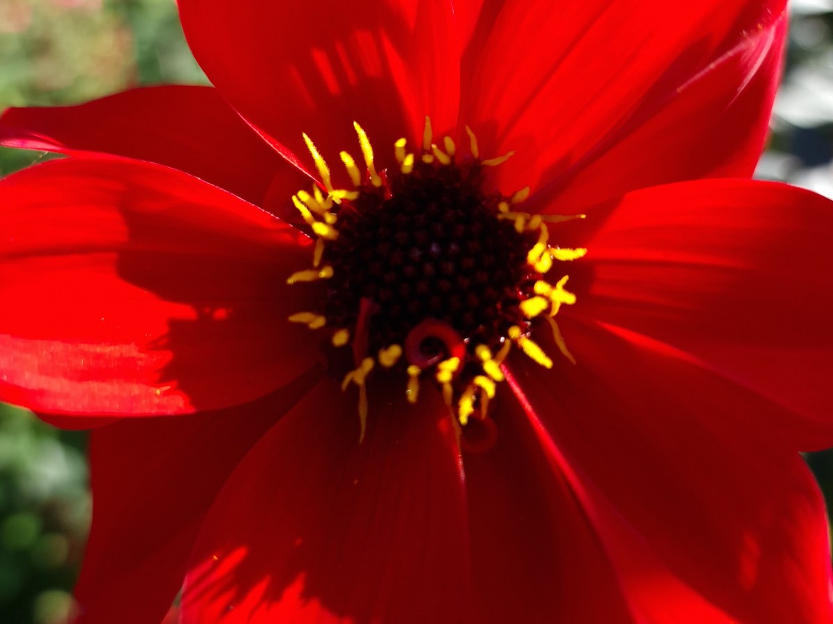 „Barrierefreier Zauber: Mein Besuch der Landesgartenschau Höxter auf Schloss&nbsp;Corvey“