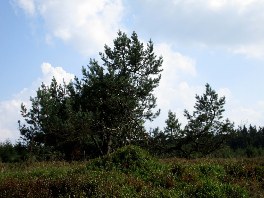 Weg zur Hochheide Hütte – Herausforderung für Menschen mit Handicap