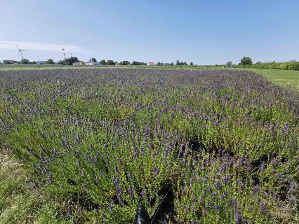 Lila Träume und Lavendelduft – Barrierearm durch die Provence im Lippischen Land
Mit dem Rollstuhl unterwegs im Duftgarten von TAOASIS in Lage