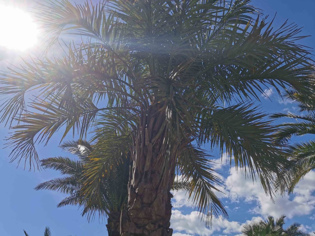 Bad Pyrmonts Palmengarten – Barrierearm entspannen unter&nbsp;Palmen