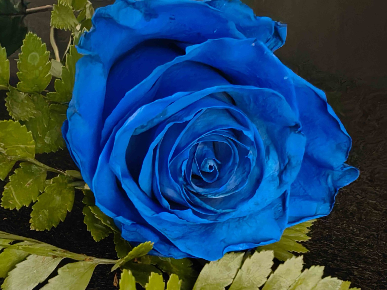 **"Eine blaue Rose – Symbol für das scheinbar Unmögliche. So selten wie echte Barrierefreiheit. So besonders wie echte Inklusion. 🌹💙